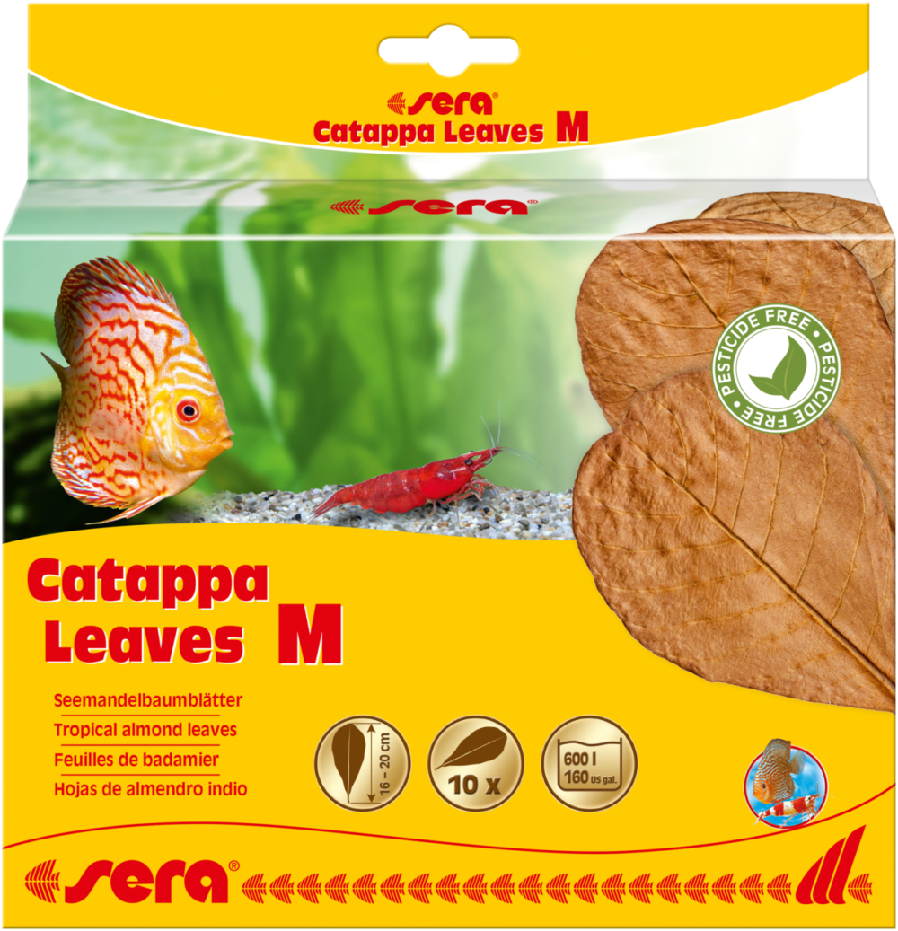 Catappa Leaves M
